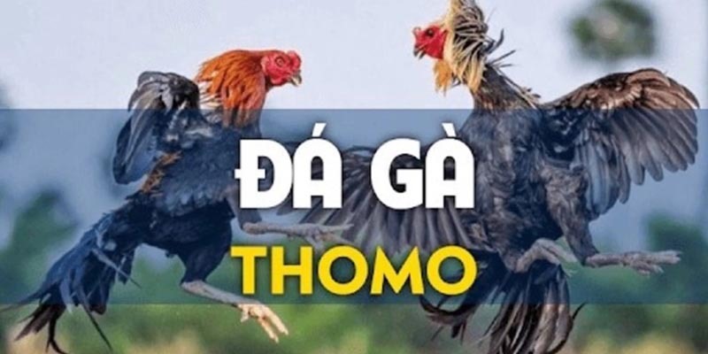 Hiểu về đá gà Thomo để tham gia đặt cược hiệu quả hơn